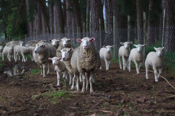 doğa,alan,Çiftlik,çayır,dış mekan,grup