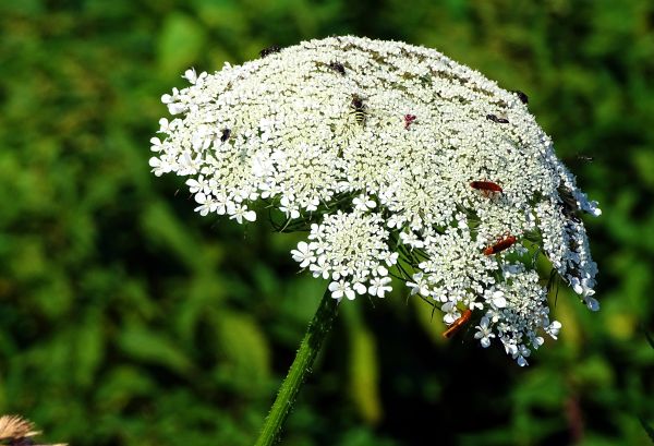 natur, græs, afdeling, blomst, plante, eng