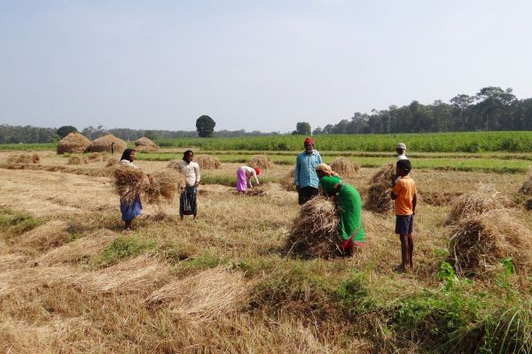 campo,granja,cultivo,heno,pradera,suelo