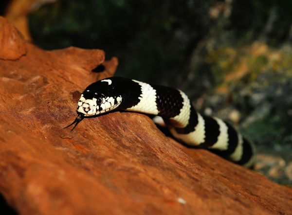 alam,hitam dan putih,margasatwa,kecil,fauna,merapatkan