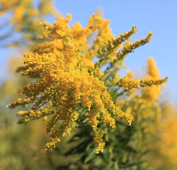 árbol,rama,flor,planta,luz de sol,hoja