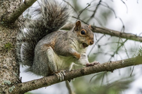 natuur, buitenshuis, tak, dier, schattig, wildlife