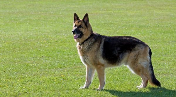 grama,cachorro,animal,animal,Em pé,verde