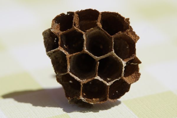 mână,structura,model,alimente,legume şi fructe,insectă