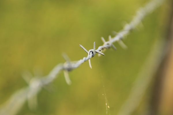 Natur, Gras, Ast, scharf, Zaun, Stacheldraht