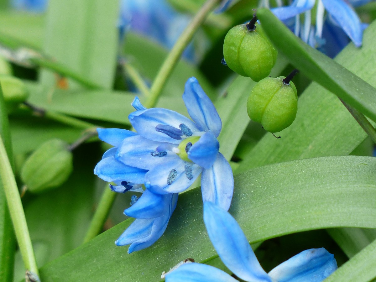 blomstre, anlegg, blomst, blomst, mat, urt, produsere, botanikk, blå, flora, Wildflower, blåklokke, frukt, frynsete, makrofotografering, blomstrende plante, umbel, kapsler, dayflower, fransig, butterfly orchid, blå stjerne, landanlegg, dayflower familie, spansk hasengl ckchen, hyacinthoides hispanica, scilla campanulata, bell blå stjerne, blomst bjeller