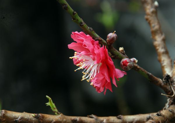 árbol,naturaleza,rama,flor,planta,fotografía