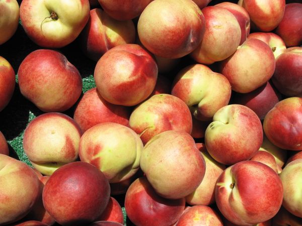 apple,plant,fruit,food,produce,california