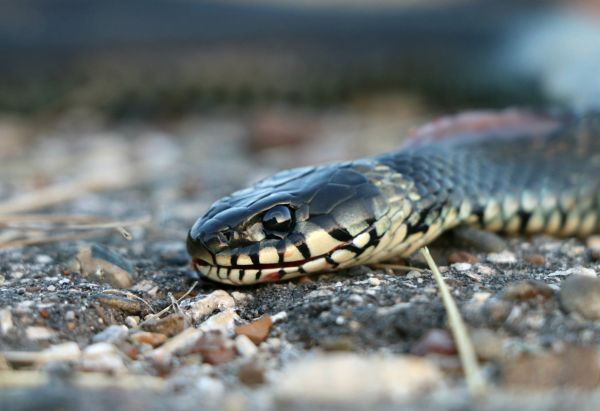 natură,Piele,animale sălbatice,târâtoare,faună,a închide