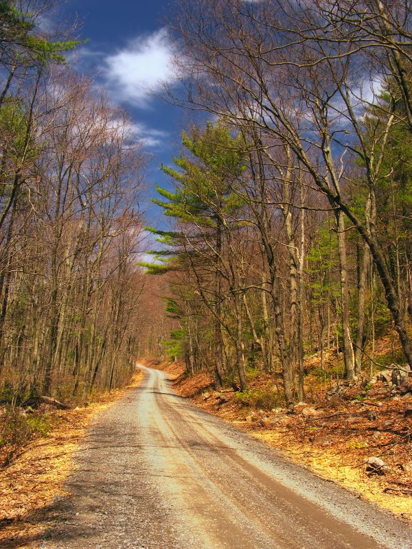 arbre,la nature,forêt,région sauvage,plante,paysage