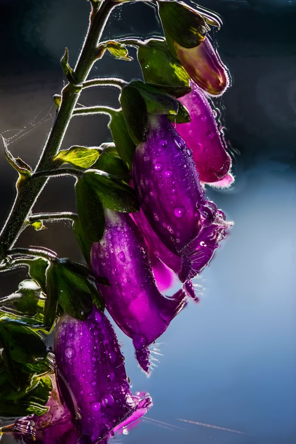 natur, blomst, plante, fotografering, blad, vand