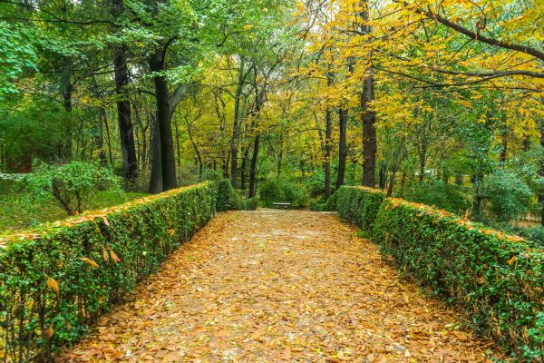 landscape,tree,nature,forest,plant,path