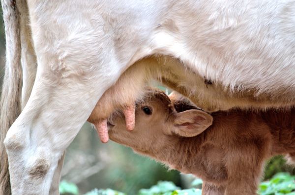 faune,chèvre,vache,mammifère,crinière,faune