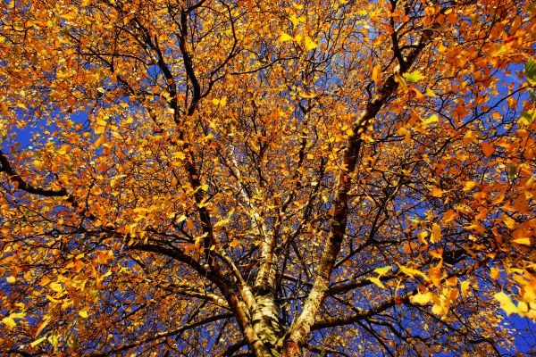 landskap,träd,natur,skog,gren,växt