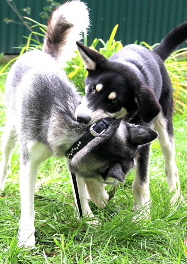 Gras, Hund, Säugetier, Spiel, Welpe, draußen