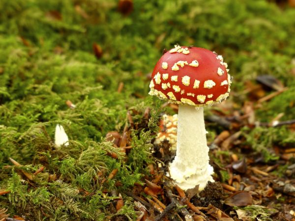 landskab, natur, Skov, blad, efterår, blomst