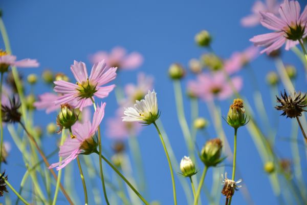 natura, fiorire, pianta, campo, prato, cielo