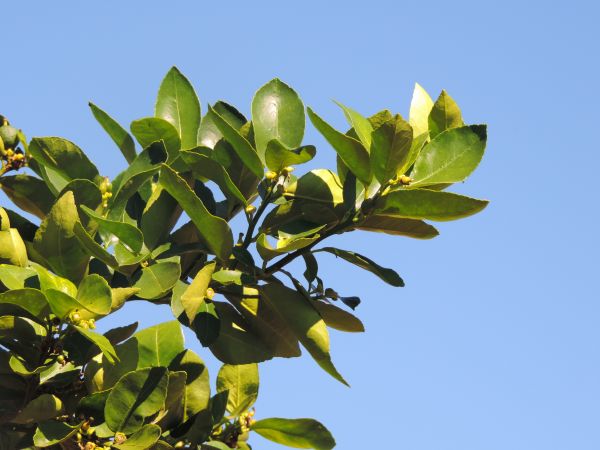 Baum,Ast,blühen,Pflanze,Frucht,Wald