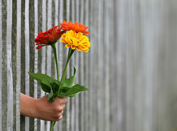 hand,växt,blomma,kronblad,kärlek,staket