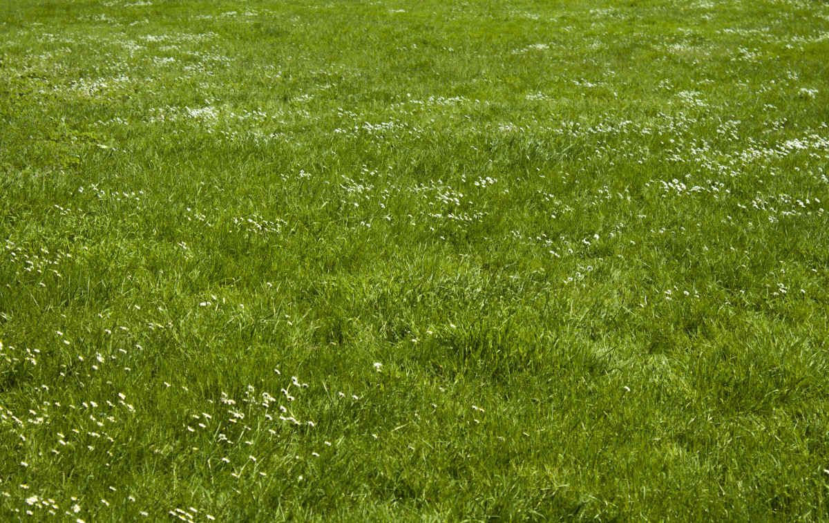 grass, plant, field, lawn, meadow, prairie, texture, flower, environment, green, pasture, natural, space, soil, blade of grass, grassland, course, rush, natural lawn, flooring, combination, grass family