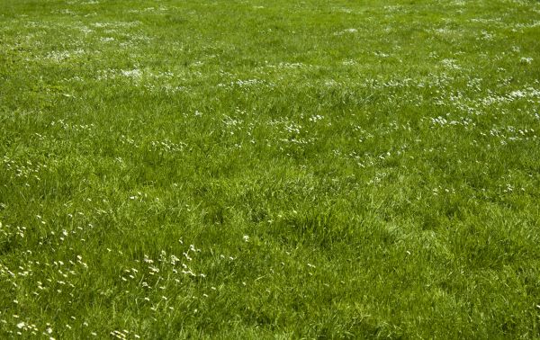 gras,fabriek,gazon,weide,veld-,prairie