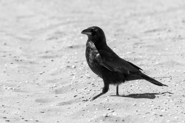 oiseau, aile, animal, faune, le sable, noir et blanc