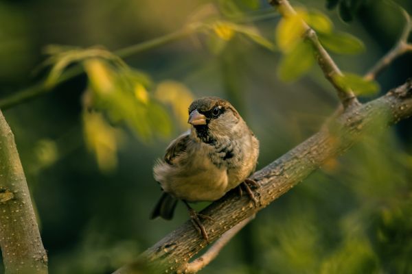 la nature,branche,oiseau,faune,vert,le bec