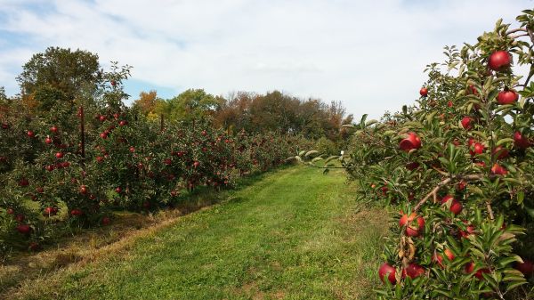 Mela,albero,crescita,pianta,azienda agricola,frutta