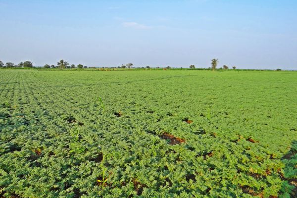 plantă,camp,fermă,luncă,prerie,floare