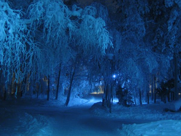 Baum,Wald,Ast,Schnee,kalt,Winter