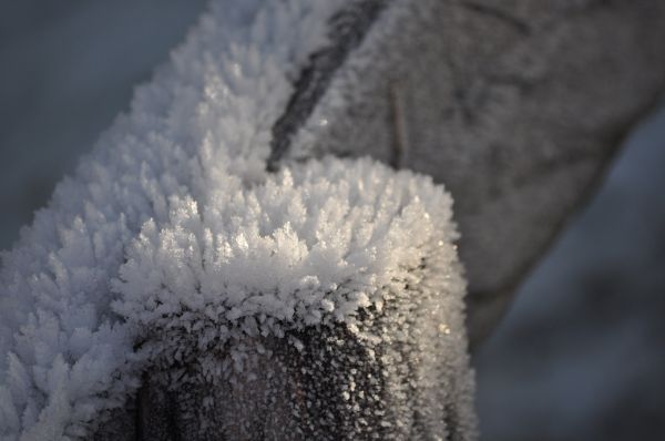 性质, 雪, 冷, 冬季, 科, 篱笆