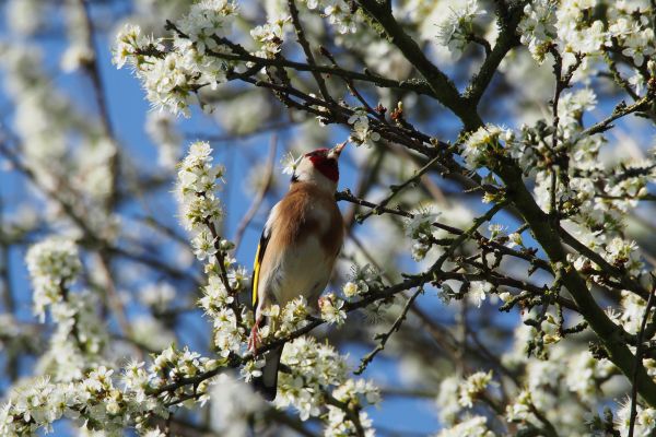 la nature,branche,oiseau,arbre,fleur,hiver