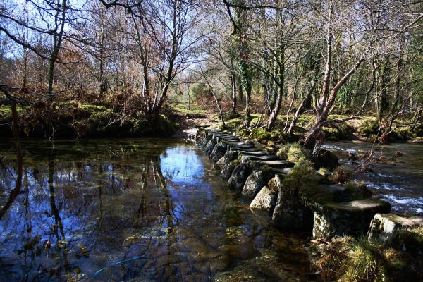 albero, acqua, foresta, torrente, palude, natura selvaggia