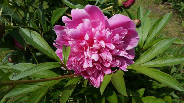 natuur,bloesem,fabriek,bloem,bloeien,de lente