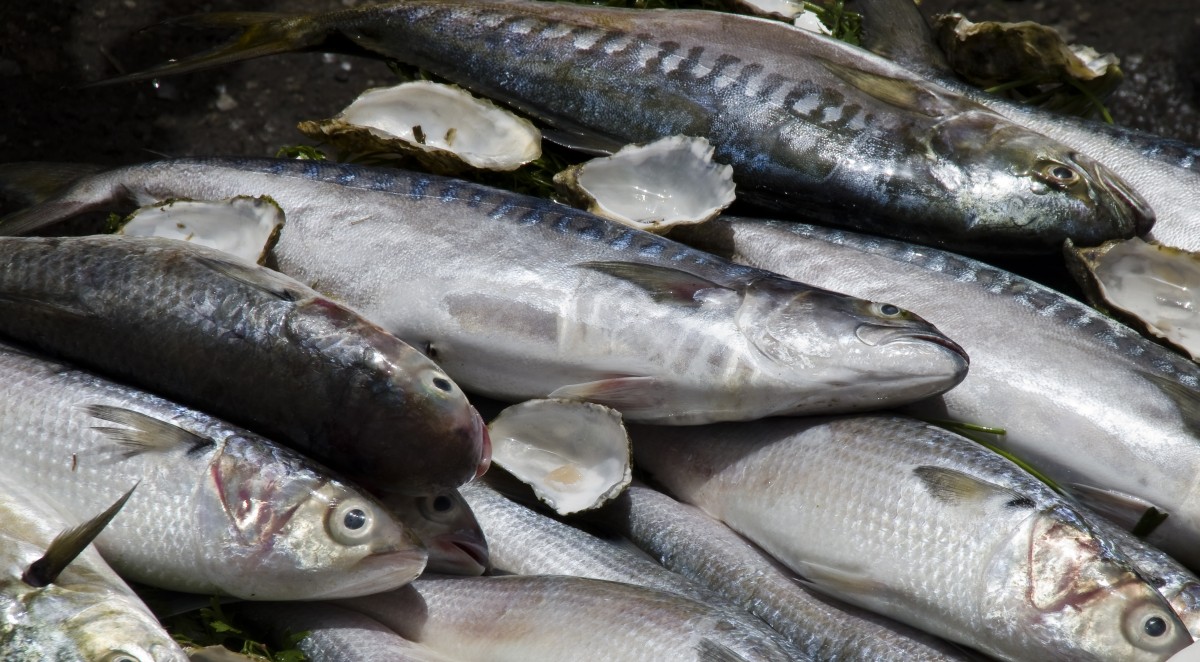 mer, aliments, poisson, sardine, vertébré, Maroc, Bonite, Chasse-lait, hareng, truite, maquereau, la morue, tilapia, Poisson fourrager, les poissons gras, Amberjack japonais, Barramundi, Truite fardée côtière