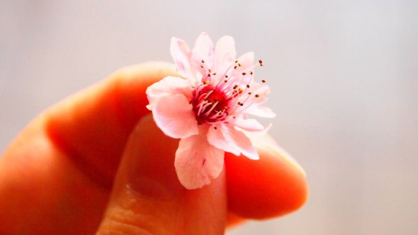 mano,flor,planta,fotografía,sol,luz de sol