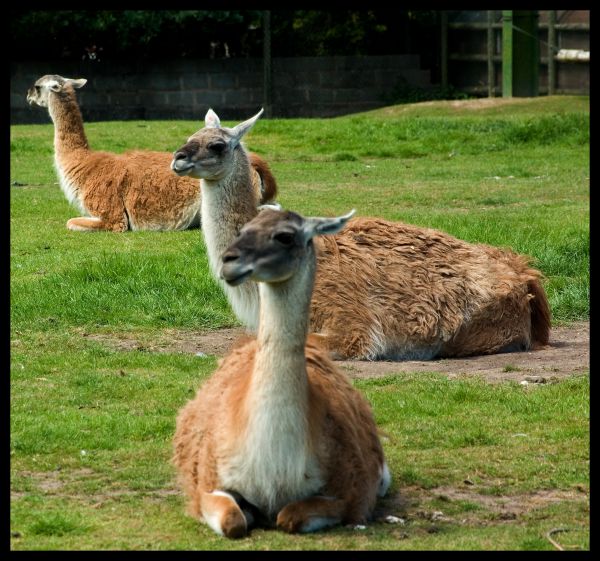 wildlife,zoo,mammal,fauna,kangaroo,llama