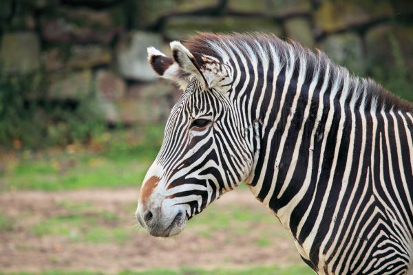 biely, zviera, zver a rastlinstvo, zoologická záhrada, Afrika, cicavec