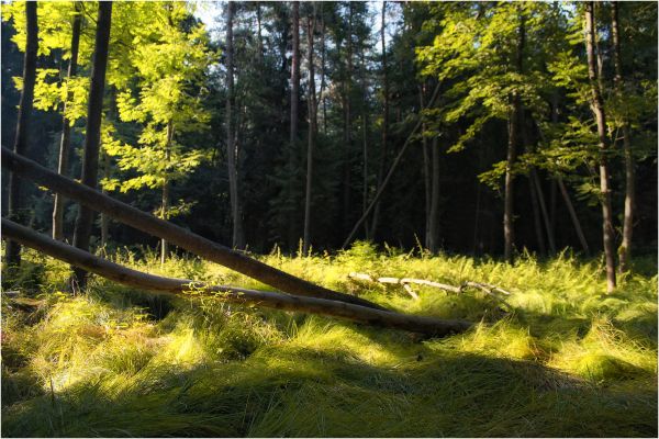 krajina, strom, príroda, les, tráva, divokosť