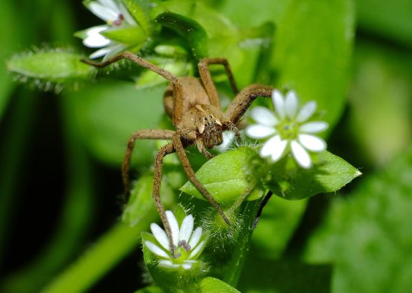 natur, fotografi, blomma, grön, insekt, växt