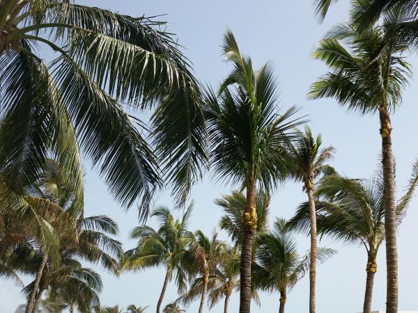 de praia, panorama, árvore, ramo, plantar, céu