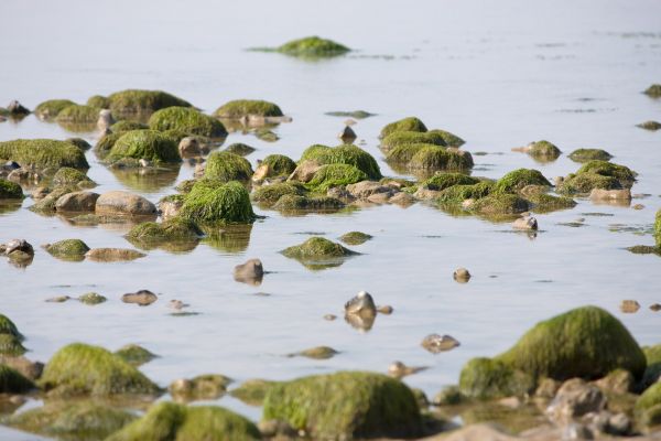 ビーチ,海,海岸,水,自然,岩