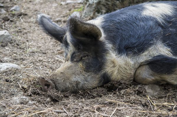 animais selvagens, jardim zoológico, mamífero, descansar, fauna, Fazenda