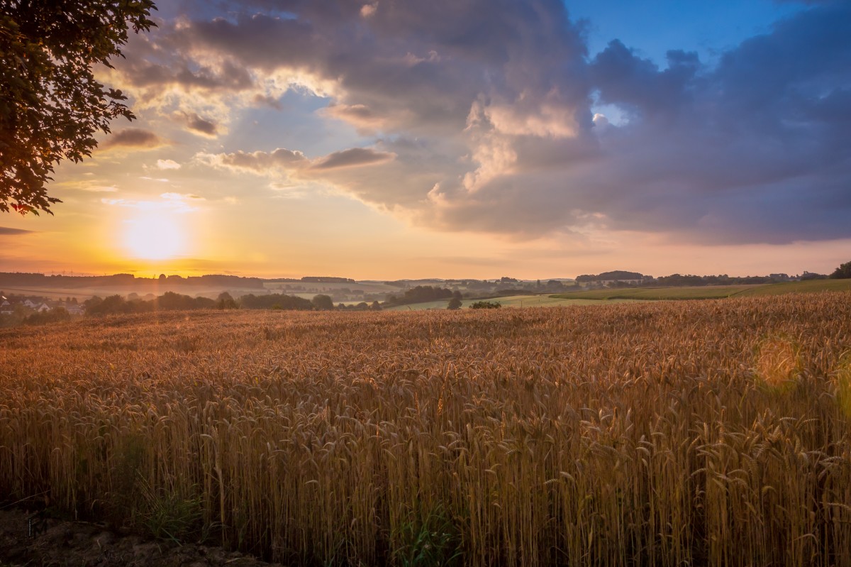 landskap, tre, natur, gress, horisont, Sky, himmel, sol, tåke, soloppgang, solnedgang, felt, eng, prærie, sollys, morgen, høyde, soloppgang, skumring, kveld, innhøsting, høst, jordbruk, savannen, vanlig, Grovfôr, våtmarks, bakgrunns, frokostblandinger, habitat, steppe, blå timen, landlig område, naturlige omgivelser, atmosfærisk fenomen, gress familie