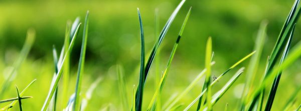 landscape,nature,grass,dew,plant,field