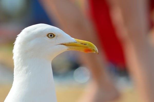 Strand,fugl,vinge,Seabird,måke,måke