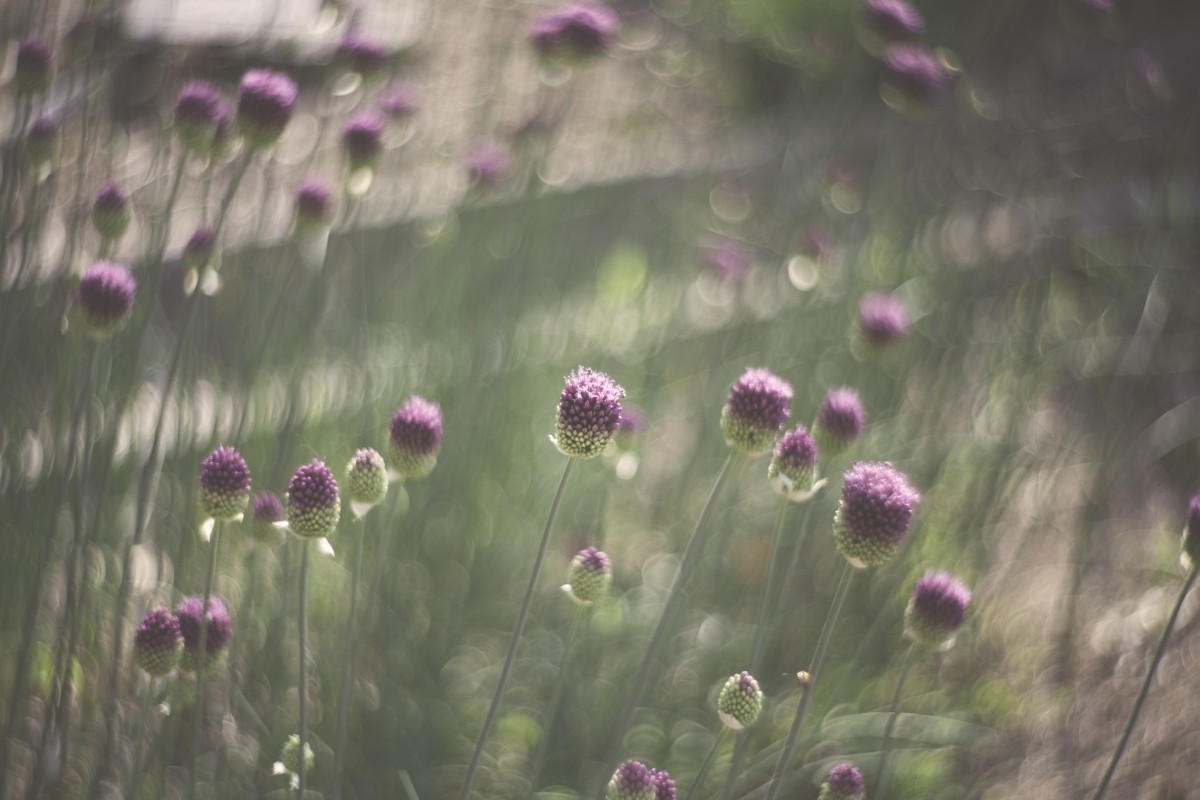 alam, rumput, Bokeh, menanam, bidang, padang rumput, sinar matahari, daun, bulat, bunga, daun bunga, alam, segar, botani, berbunga, taman, Flora, musim, bunga liar, bunga-bunga, merapatkan, ungu, blossoms, fotografi makro, tanaman berbunga, keluarga daisy, keluarga rumput, tanaman tanah, defocussed