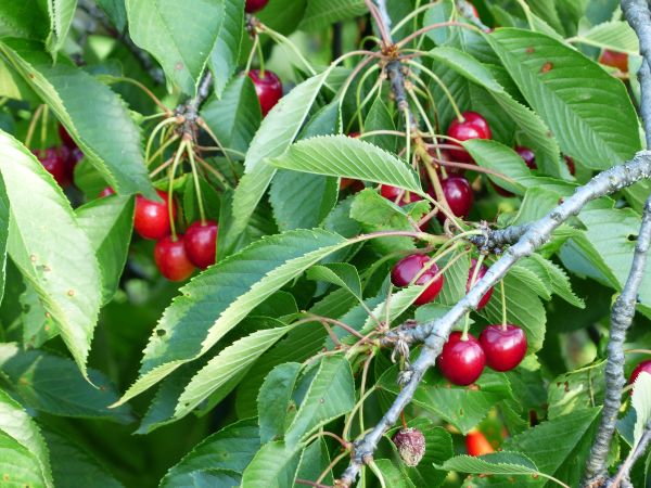 Baum, Ast, Pflanze, Frucht, Beere, süß