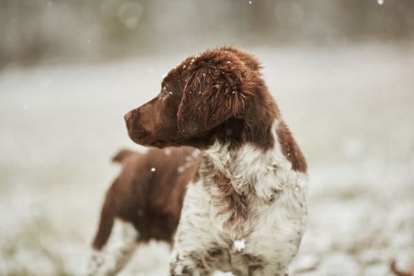 雪,冬季,白色,小狗,狗,动物