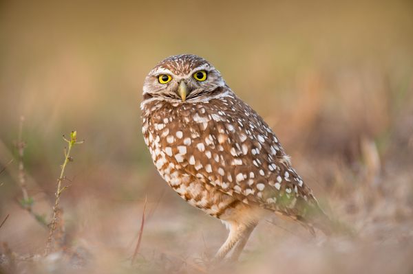 自然,鳥,野生動物,嘴,鷹,フクロウ